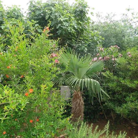 Agava فربوسكا